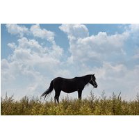 Photocircle Poster / Leinwandbild - Lone Horse