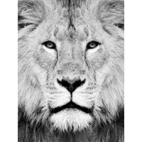 Photocircle Poster / Leinwandbild - Lion Photography
