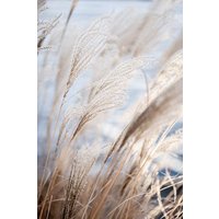 Photocircle Poster / Leinwandbild - Grass 5