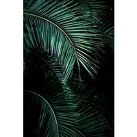 Photocircle Poster / Leinwandbild - Palm Leaves 9