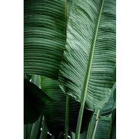Photocircle Poster / Leinwandbild - Leaves 14