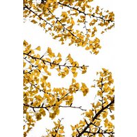 Photocircle Poster / Leinwandbild - Ginko 3