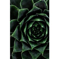 Photocircle Poster / Leinwandbild - Succulent 2
