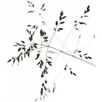 Photocircle Poster / Leinwandbild - A delicate moment