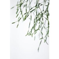 Photocircle Poster / Leinwandbild - Geo Plant