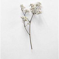 Photocircle Poster / Leinwandbild - White Beauty Photocircle Poster / Leinwandbild - White Beauty