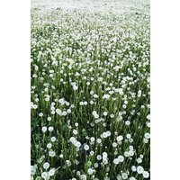 Photocircle Poster / Leinwandbild - Blowball Heaven