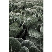 Photocircle Poster / Leinwandbild - Eat your Greens