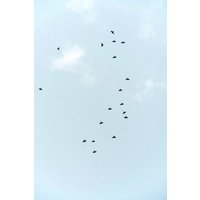 Photocircle Poster / Leinwandbild - Birds Flying South