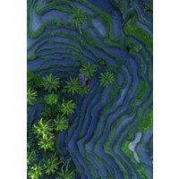 Photocircle Poster / Leinwandbild - Tropical Ricefield