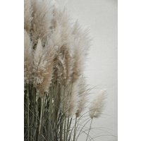Photocircle Poster / Leinwandbild - pampas grass cloudy HEAVEN