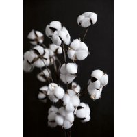 Photocircle Poster / Leinwandbild - COTTON candy - dried flowers