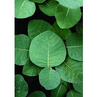 Photocircle Poster / Leinwandbild - No Leaves no Life
