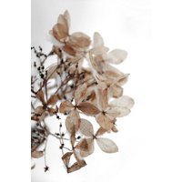 Photocircle Poster / Leinwandbild - snowy hydrangea flowers 1 of 2 - Hortensie