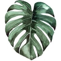 Photocircle Poster / Leinwandbild - Mantika Botanical Monstera Blatt