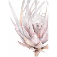 Photocircle Poster / Leinwandbild - Mantika Skandoi King Protea