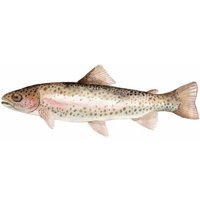 Photocircle Poster / Leinwandbild - Sea Life - Rainbow Trout