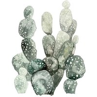 Photocircle Poster / Leinwandbild - Botanical - Desert Cacti