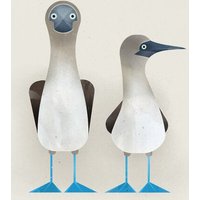Photocircle Poster / Leinwandbild - Blaufußtölpel