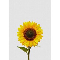 Photocircle Wandbild / Kunstdruck / Poster / Leinwand - Sunflower Still Life