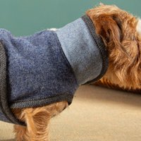 nahtur-design Hundemantel für Dackel | 100 % Schurwolle | warm, wind- & wasserabweisend