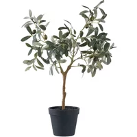 Indoor plant House Nordic Olive Tree