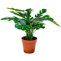 Artificial plant House Nordic Monstera