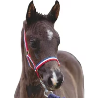 Galopp Store 16% Rabatt auf das Roma Foal Halfter für Fohlen sichern
