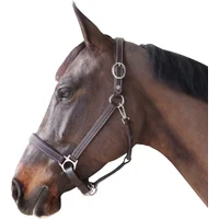 Lined leather halter for horses Canter