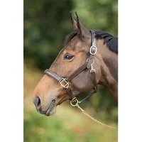 Lined leather halter for horses HFI Raised