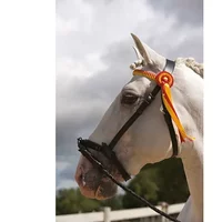 Leather halter for horse Ludomar
