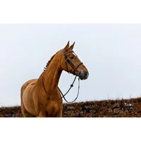 Anatomical Riding Bridle with Cord Noseband Trust Dublin
