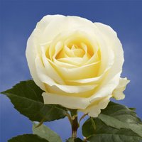 50 Fresh Cream Roses