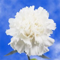 100 Pure White Carnations