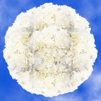 300 Pure White Carnations