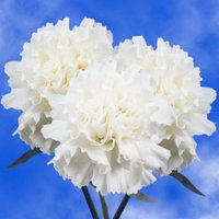 200 Pure White Carnations