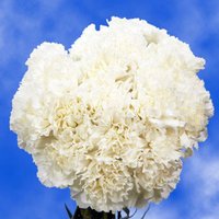 400 Pure White Carnations