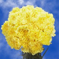 300 Yellow Carnations