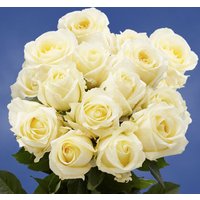 200 Fresh Cut Cream Roses