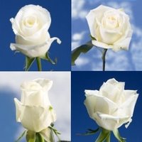 100 White Roses Online Special