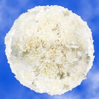 350 Pure White Carnations
