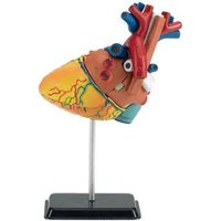 Revell X-Ray Coeur (02101)