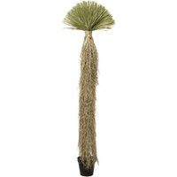 KARE DESIGN Deko Pflanze Yucca Rostrata 240cm