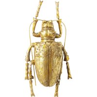 KARE DESIGN Wandschmuck Longicorn Beetle Gold