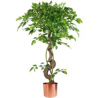 Leaf - 120cm Twisted Trunk Artificial Japanese Fruticosa Style Ficus Tree Copper Planter