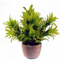Leaf - 22cm Foliage Honey Plant Light Green in Terracotta Pot