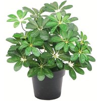 55cm Dark Green Artificial Umbrella Plant