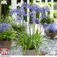 Thompsonandmorgan - Agapanthus Ever Sapphire 9cm Potted Plant x 2