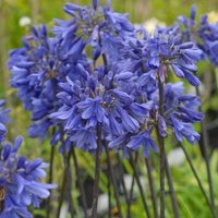 Thompsonandmorgan - Agapanthus Ever Sapphire 9cm Potted Plant x 3