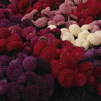 Aster Carpet Ball Mixed 1 Seed Packet (185 Seeds)